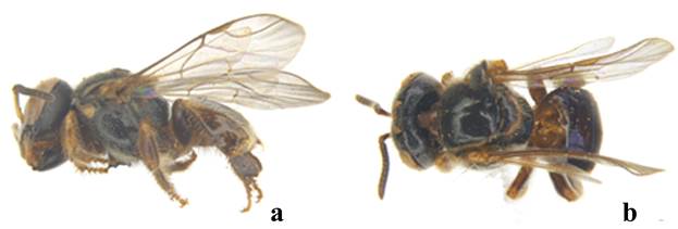 Hembra de Plebeia moureana. a) Vista lateral, b) Vista dorsal.