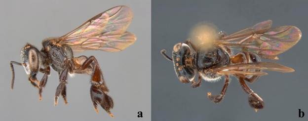 Hembra de Scaura argyrea. a) Vista lateral, b) Vista dorsal.
