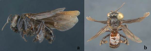 Hembra de Trigona nigerrima. a) Vista lateral, b) Vista dorsal.
