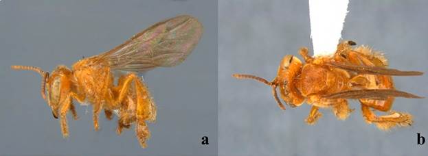 Hembra de Trigona muzoensis. a) Vista lateral, b) Vista dorsal.