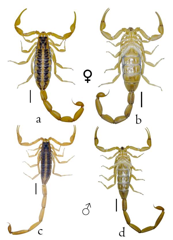 Habitus de Centruroides baldazoi sp. nov., hembra y macho. Vista dorsal (a y c); vista ventral (b y d). Escala= 0.5 cm.