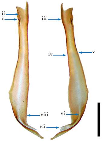 Hemiespermat&oacute;foros de Centruroides baldazoi sp. nov. i) gancho basal; ii) carina basal; iii) carina distal; iv) carina interna*; v) carina externa*; vi) carina axial; vii) pedicelo; viii) flexor del pedicelo. * Nombres no considerados en Gonz&aacute;lez Santill&aacute;n y Possani (2018) y propuestos en este trabajo. Escala= 0.5 mm.