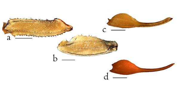 Pedipalpo de Centruroides baldazoi sp. nov. a) F&eacute;mur en vista dorsal; b) patela en vista dorsal; c) mano del macho en vista dorsal; d) mano de la hembra en vista dorsal. Escala= 1.0 mm.