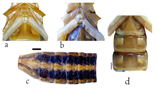 Mesosoma de Centruroides baldazoi sp. nov. a) Regi&oacute;n coxoesternal de la hembra; b) regi&oacute;n coxoesternal del macho; c) vista dorsal del mesosoma mostrando el pigmento que forma las &ldquo;rayas&rdquo;; d) patr&oacute;n de setas en los esternitos del macho. Escala= 1.0 mm.