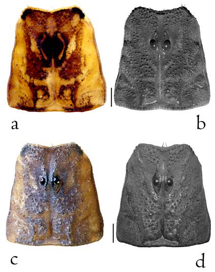 Carapacho de Centruroides baldazoi sp. nov. a) Hembra; b) hembra bajo luz UV; c) macho; d) macho bajo luz UV. Escala= 1.0 mm.