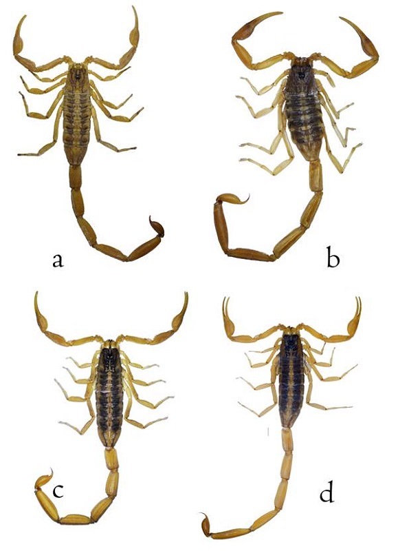 Habitus dorsal de ejemplares machos de: a) Centruroides infamatus; b) Centruroides suffusus; c) Centruroides ornatus; d) Centruroides baldazoi sp. nov. Escala 0.5 cm.