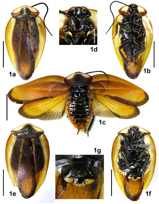 Rochaina mayorgamartinezi sp. nov. (a-d) Holotipo macho. (a) Vista dorsal, (b) vista ventral, (c) vista dorsal con alas desplegadas, (d) rostro, (e-g) paratipo hembra, (e) vista dorsal, (f) vista ventral, (g) detalle l&aacute;mina sub-genital. Escala= 10 mm.