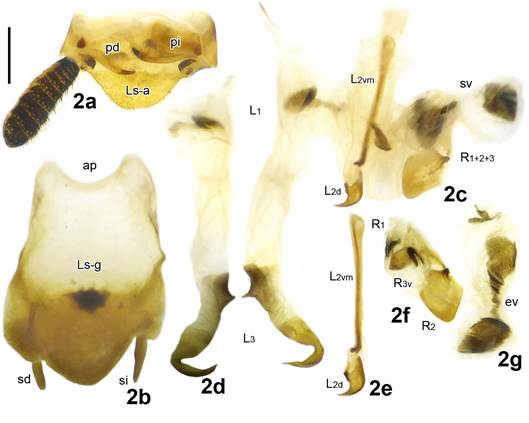 Rochaina mayorgamartinezi sp. nov. Holotipo macho. (a) L&aacute;mina supra-anal en vista ventral, (b) l&aacute;mina sub-genital en vista ventral, (c) genitales masculinos en posici&oacute;n ortodoxa, (d) L3, (e) L2d + L2vn, (f) complejo R, (g) estructura ventral. Escala= 1 mm.