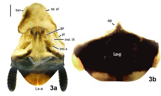 Rochaina mayorgamartinezi sp. nov. Paratipo hembra. (a) L&aacute;mina supra-anal y complejo valvar en vista ventral, (b) l&aacute;mina sub-genital en vista ventral. Escala= 1 mm.