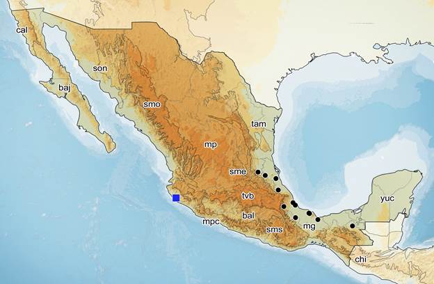 Mapa de distribuci&oacute;n del g&eacute;nero RochainaEstrada-&Aacute;lvarez, Lopes, Maes, S&aacute;nchez-Ocampo & Sormani, 2021 en M&eacute;xico y &aacute;reas lim&iacute;trofes. (Puntos negros) R. mexicana (Brunner von Wattenwyl, 1865); (Cuadro azul) R. mayorgamartinezi sp. nov. Provincias biogeogr&aacute;ficas: baj= Baja California; cal= California; son= Sonora; smo= Sierra Madre Occidental; mp= Altiplano mexicano; mps= costas del Pacifico Mexicano; sme= Sierra Madre Oriental; tam= Tamaulipas; tvb= Faja Volc&aacute;nica Trans-mexicana; bal= Depresi&oacute;n del Balsas; sms= Sierra Madre del Sur; mg= Golfo de M&eacute;xico; chi= Chiapas; yuc= Yucat&aacute;n.