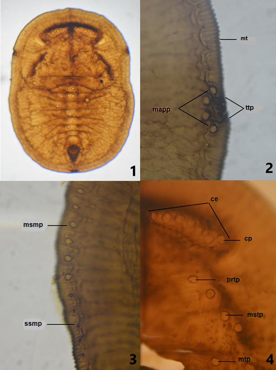 Pupa of Aleuroparadoxus oaxacensis Carapia-Ruiz & Sánchez-Flores sp. nov. 1) dorsal view, 2) thoracic section, 3) margin and submargin, 4) cephalothoracic area. ce = cephalic elevation, cp = cephalic papillae, mt = marginal teeth, mapp = medium-size around the pore papillae, msmp = medium submarginal papillae, mstp = mesothoracic papillae, mtp = metathoracic papillae, prtp = prothoracic papillae, ttp = thoracic tracheal pore, ssmp = small submarginal papillae.