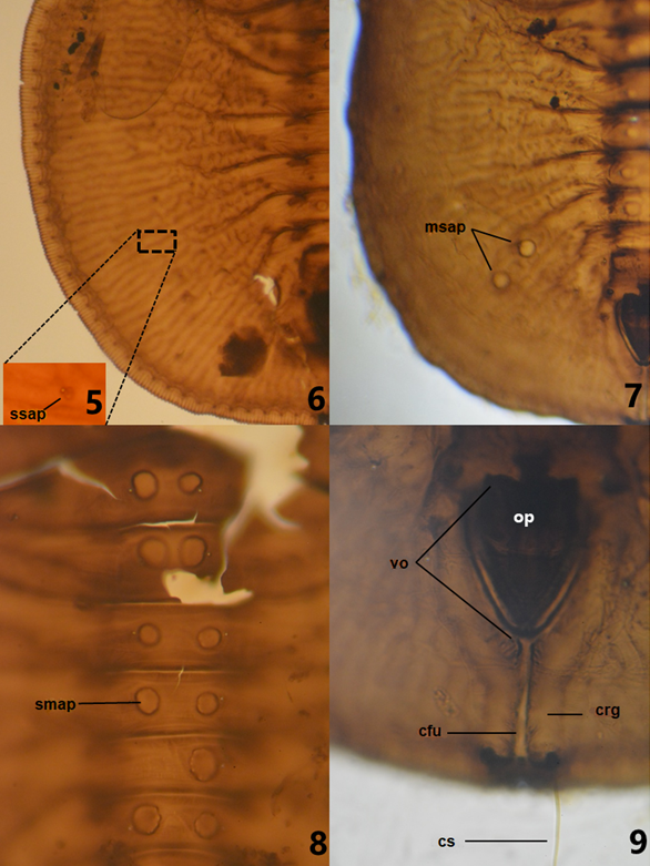 Pupa of Aleuroparadoxus oaxacensis Carapia-Ruiz & Sánchez-Flores sp. nov. 5) detail of subdorsal area, 6 and 7) subdorsal area, 8) abdominal segments, 9) posterior section. cfu = caudal furrow, crg = caudal ridge, cs = caudal seta, smap = submedian abdominal papillae, msap = medium subdorsal abdominal papillae, op = operculum, ssap = small subdorsal abdominal papillae, vo = vasiform orifice.
