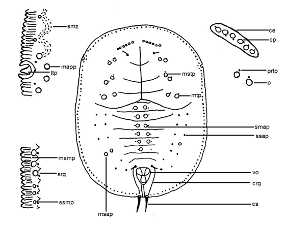 Pupa of Aleuroparadoxus oaxacensis Carapia-Ruiz & Sánchez-Flores sp. nov. ce = cephalic elevation, cfu = caudal furrow, cp = cephalic papillae, crg = caudal ridge, cs = caudal seta, mapp = medium-size around the pore papillae, msap = medium-sized subdorsal abdominal papillae, msmp = medium-size submarginal papillae, mstp = mesothoracic papillae, mtp = metathoracic papillae, p = pore, prtp = prothoracic papillae, smap = submedian abdominal papillae, smz = submarginal tublercles in zig-zag , srg = submarginal ridges, ssap = small-sized subdorsal abdominal papillae, ssmp = small-sized submarginal papillae, ttp = thoracic tracheal pore, vo = vasiform orifice.