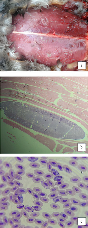 Protozoarios colectados en aves acuáticas de la familia Anatidae en los estados de Hidalgo y Jalisco, México: a) Macroquistes de Sarcocystis sp. en los músculos pectorales de una cerceta canela (Anas cyanoptera); b) Estructura del macroquiste de Sarcocystis sp. en Anas cyanoptera. H-E, 10X; c) Haemoproteus nettionis en frotis sanguíneo de pato mexicano (Anas diazi). Diff-Quick, 40X.
