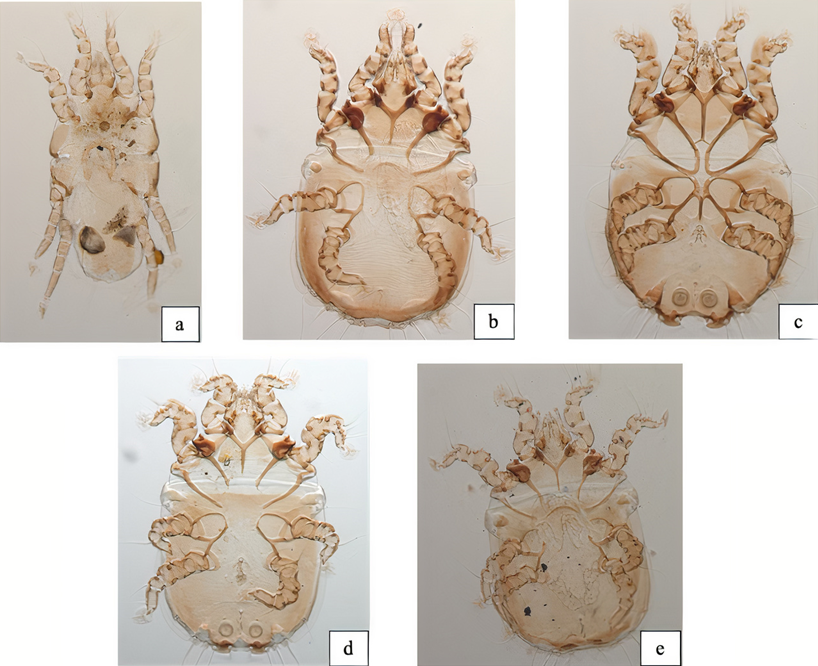 Artrópodos colectados en aves acuáticas de la familia Anatidae en los estados de Hidalgo y Jalisco, México: a) Bdellorhynchus sp. hembra; b) Freyana largifolia hembra; c) Freyana largifolia macho; d) Freyana anatina macho; e) Freyana anatina hembra.