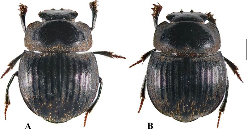 Cryptocanthon iskaypachaksp. nov. habitus: A) Male holotype, B) Female paratype. Scale = 1 mm.