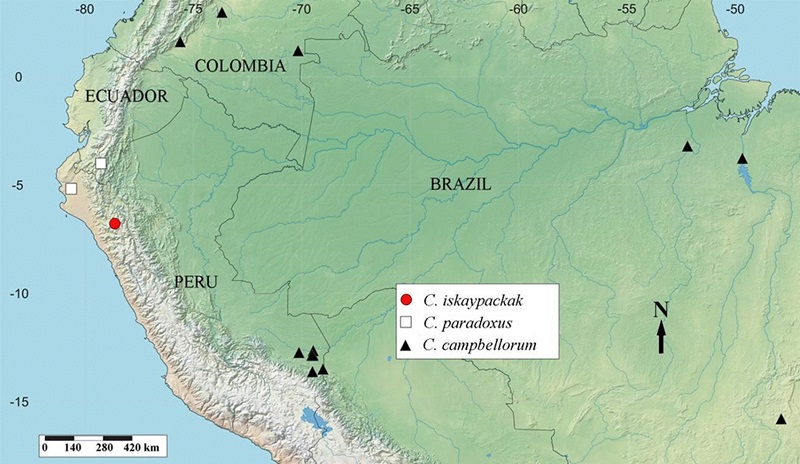 Distributional map of Cryptocanthon species recorded in Peru, including South American neighboring countries: C. iskaypachak (red circle), C. paradoxus (white squares) and C. campbellorum (black triangles).