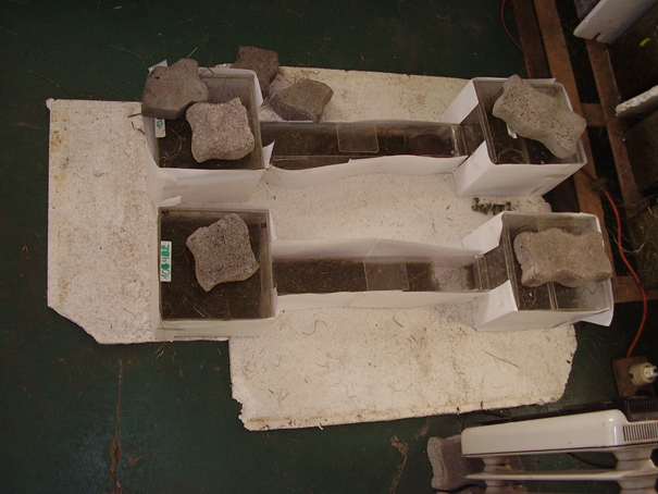 Device in which the female was placed to familiarize with male&acute;s odor, prior the trials.