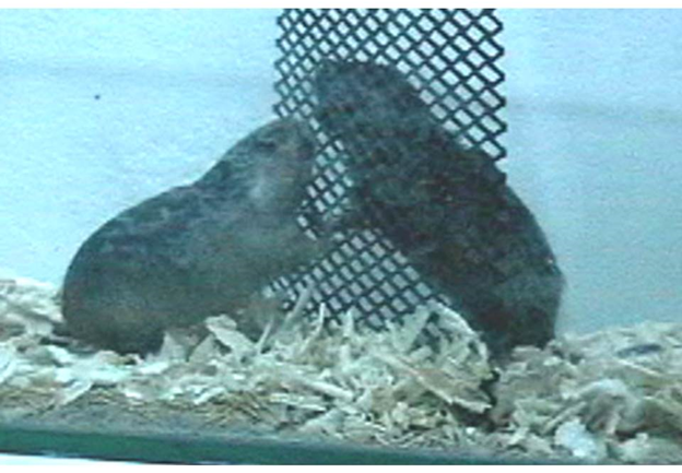 Pair of Ctenomys pearsoni Carrasco population in the acclimatization period prior to carrying out the sexual behavior tests.