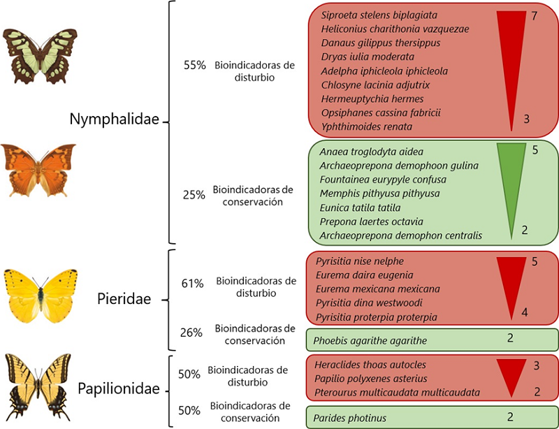 Especies de mariposas mencionadas con mayor frecuencia en la literatura y porcentajes por familia de mariposas bioindicadoras (&aacute;rea roja= de disturbio; &aacute;rea verde= de conservaci&oacute;n).