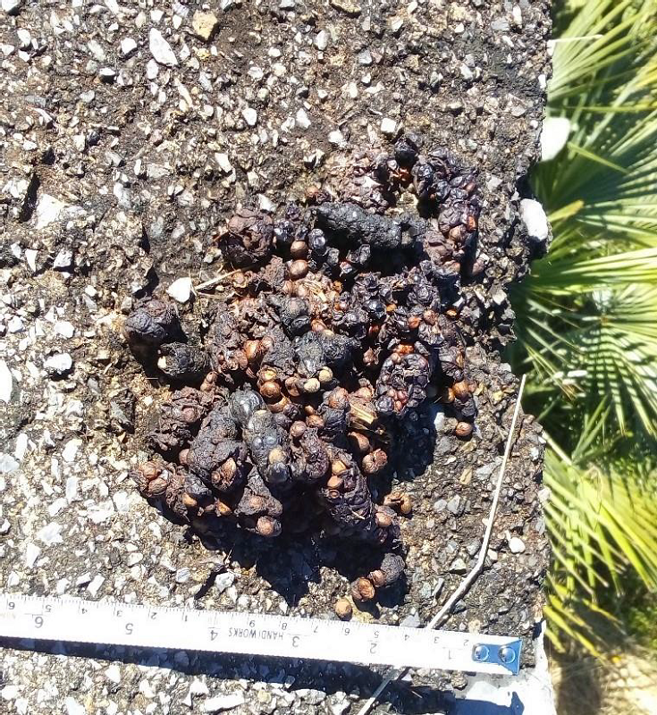 Excretas de zorra gris (Urocyon cinereoargenteus) con semillas de la palma de la sierra madre (Brahea berlandieri) y ubicadas sobre la carretera del Área Natural Protegida Altas Cumbres (ANPAC), Tamaulipas. Del lado derecho se observan las hojas de B. berlandieri.