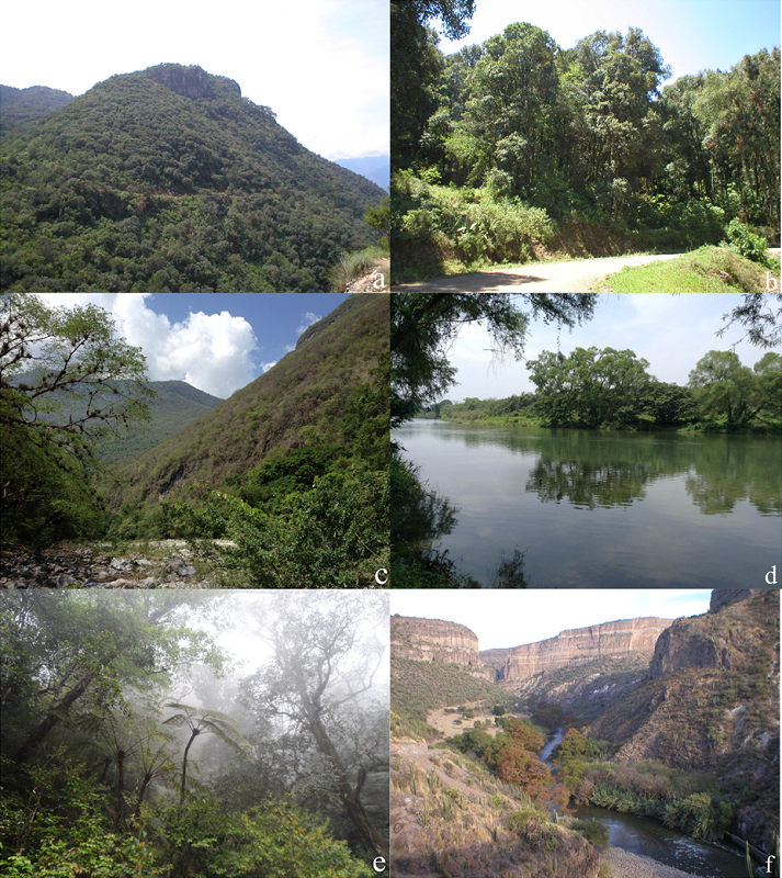 Principales tipos de vegetaci&oacute;n del estado de Hidalgo: a) Panor&aacute;mica del Parque Nacional Los M&aacute;rmoles donde se aprecia el bosque de pino-encino; b) fragmento de un bosque de encino en la localidad de Fray Francisco, municipio de El Arenal; c) bosque tropical caducifolio cerca del R&iacute;o Moctezuma, municipio de La Misi&oacute;n; d) bosque tropical perennifolio cerca del R&iacute;o Atlapexco, municipio de Atlapexco; e) bosque mes&oacute;filo de monta&ntilde;a en un sitio del municipio de Tenango de Doria; f) matorral xer&oacute;filo cerca del R&iacute;o Tula, municipio de Tasquillo (fotos&copy; J. M&aacute;rquez).