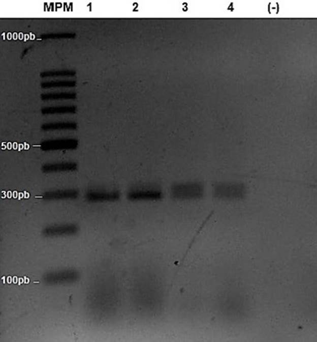 Amplificaci&oacute;n del fragmento correspondiente a citocromo oxidasa subunidad I (COI) en Brevicoryne brassicae. Fragmento de 300 pb visualizado en gel de agarosa al 2 % y te&ntilde;ido con bromuro de etidio. MPM = marcador peso molecular de 100-1,000 pb (1Kb Ladder Promega), carriles 1, 2, 3, 4 = producto de amplificaci&oacute;n correspondiente a COI, carril (-) corresponde al = control negativo sin ADNc.