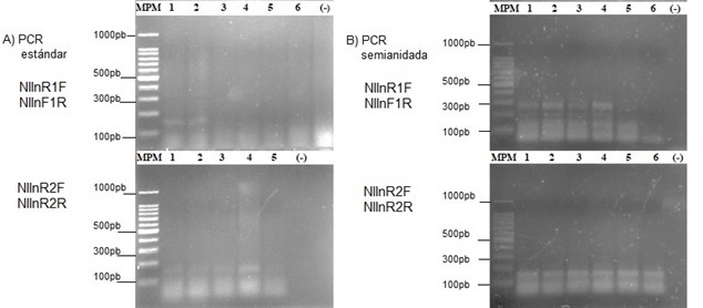 Amplificaci&oacute;n de InR en Brevicoryne brassicae. A) PCR est&aacute;ndar: MPM = marcador de peso molecular 100-1,000pb (1kb Ladder Promega), los carriles 1, 2, 3, 4, 5, 6 corresponden a = muestras de producto de amplificaci&oacute;n usando los oligonucle&oacute;tidos NlInR1F-NIInF1R y NIInR2F-NIInR2R, carril (-) muestra el = control negativo sin ADNc. B) PCR semianidada.
