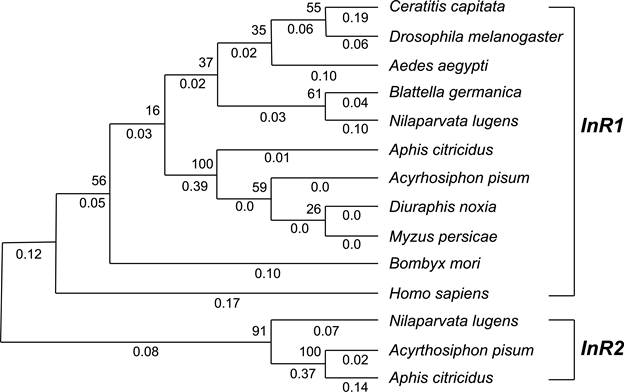 Agrupaci&oacute;n de especies de insectos y Homo sapiens con base en la regi&oacute;n tirosina quinasa de receptores de insulina. InR1 = Gen receptor de insulina de tipo 1, InR2 = Gen receptor de insulina del tipo 2, por el m&eacute;todo de Neighbor-Joining. Los valores enteros corresponden a porcentaje de robustes con base en Bootstrap (1,000 repeticiones). Los valores decimales corresponden a cambios gen&eacute;ticos calculados con el m&eacute;todo de m&aacute;xima verosimilitud (ML, del ingl&eacute;s maximum likelihood) y el modelo evolutivo Jones, Taylor y Thornton (JTT).