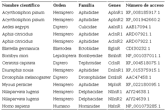 N&uacute;mero de acceso a secuencias de amino&aacute;cidos reportadas en la base de datos del GenBank que codifican a prote&iacute;nas receptoras de insulina en insectos y Homo sapiens.