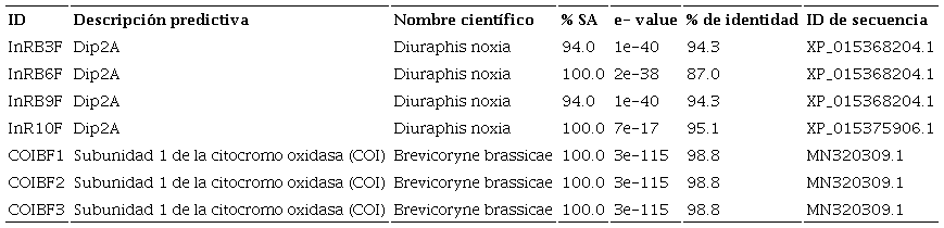 Identificaci&oacute;n in silico de secuencias amplificadas con cebadores inespec&iacute;ficos correspondientes a InR y COI en Brevicoryne brassicae L. *La nomenclatura de las muestras se constituye de las siglas de cada prote&iacute;na (InR y COI), seguido de la inicial del nombre de la especie de estudio (B), n&uacute;mero de muestra y por &uacute;ltimo la letra F, que representa la direcci&oacute;n de s&iacute;ntesis del cebador. Abrev: ID, ID de muestra amplificada; %SA, % de secuencia alineada.
