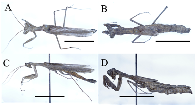 Litaneutria minor (Amelidae); scale bars = 1 cm. A) ♂︎, dorsal aspect. B) ♀︎, dorsal aspect. C) ♂︎, lateral aspect. D) ♀︎, lateral aspect.