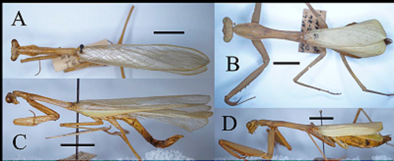 Stagmomantis (Auromantis) limbata (Mantidae), green morph; scale bars = 1cm. A) ♂︎, dorsal aspect. B) ♀︎, dorsal aspect. C) ♂︎, lateral aspect. D) ♀︎, lateral aspect.