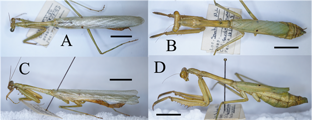 Stagmomantis (Stagmomantis) conspurcata (Mantidae), green morph; scale bars = 1 cm. A) ♂︎, dorsal aspect. B) ♀︎, dorsal aspect. C) ♂︎, lateral aspect. D) ♀︎, lateral aspect.