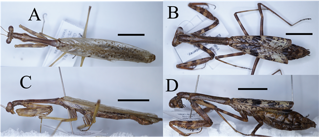 Stagmomantis (Stagmomantis) conspurcata (Mantidae), brown morph; scale bars = 1 cm. A) ♂︎, dorsal aspect. B) ♀︎, dorsal aspect. C) ♂︎, lateral aspect. D) ♀︎, lateral aspect.