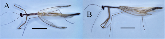 Bistanta campestris (Thespidae); scale bars = 1 cm. A) ♂︎, dorsal aspect. B) ♂︎, lateral aspect.