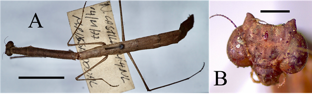Oligonyx bicornis (Thespidae). A) ♀︎, dorsal aspect; scale bar = 1 cm. B) ♀︎, frontal aspect of head; scale bar = 1 mm.