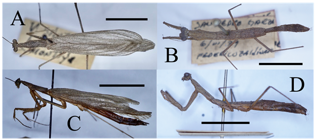 Thespis parva (Thespidae); scale bars = 1 cm. A) ♂︎, dorsal aspect. B) ♀︎, dorsal aspect. C) ♂︎, lateral aspect. D) ♀︎, lateral aspect.