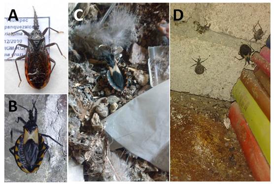 A) Triatoma barberi (no en escala). B) Meccus pallidipennis (no en escala). C) Presencia de M. pallidipennis en peridomicilio. D) Presencia de ninfas y adultos de M. pallidipennis en intradomicilio.