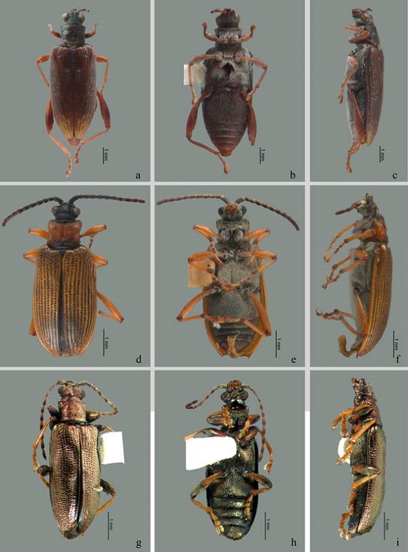 Especies mexicanas de Donaciinae, cada especie en vista dorsal, ventral y lateral: a-c) Donacia (Donacia) cincticornisNewman, 1838, d-f) Neohaemonia flohri (Jacoby, 1884), g-i) Neotipo de Plateumaris pusilla (Say, 1827), (MCZ:Ent:32950) &copy;Museum of Comparative Zoology-Harvard University.