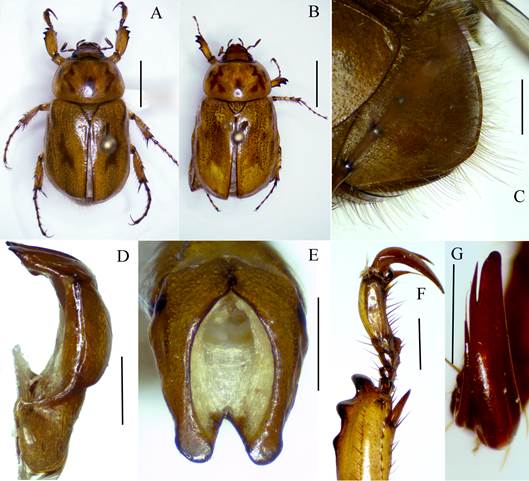 Cyclocephala mixtecasp. nov. A) holotype male, B) paratype female, C) male pygidium, D) aedeagus, E) parameres, F) protarsus of the holotype, G) protarsal claw of the holotype. Scale bars: A and B) 5 mm, C) 2 mm, D and F) 1 mm, E and G) 0.5 mm.