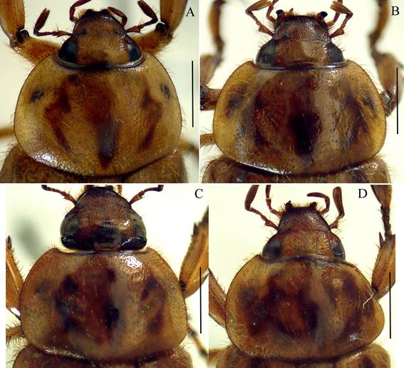 Variation on head and pronotal markings of Cyclocephala mixtecasp. nov., showing the differences between pronotal macules and the intensity of testaceous color of frons. A) holotype, B-D) male paratypes. Scale bars: 3 mm.