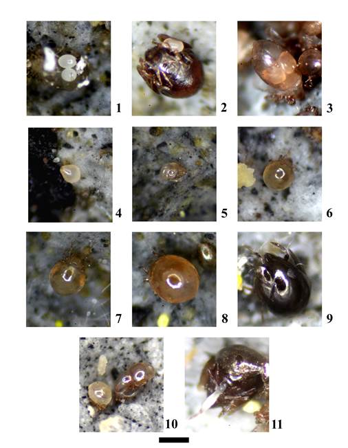 Biology of Allogalumna (Acrogalumna) longipluma: 1) Newly oviposited eggs. 2-3) Oviposition strategies. 4) Egg close to hatching. 5) Larva. 6) Protonymph. 7) Deutonymph. 8) Tritonymph. 9) Adult. 10) Quiescence and molt. 11) Female with ovipositor extended. Scale = 100 �m.
