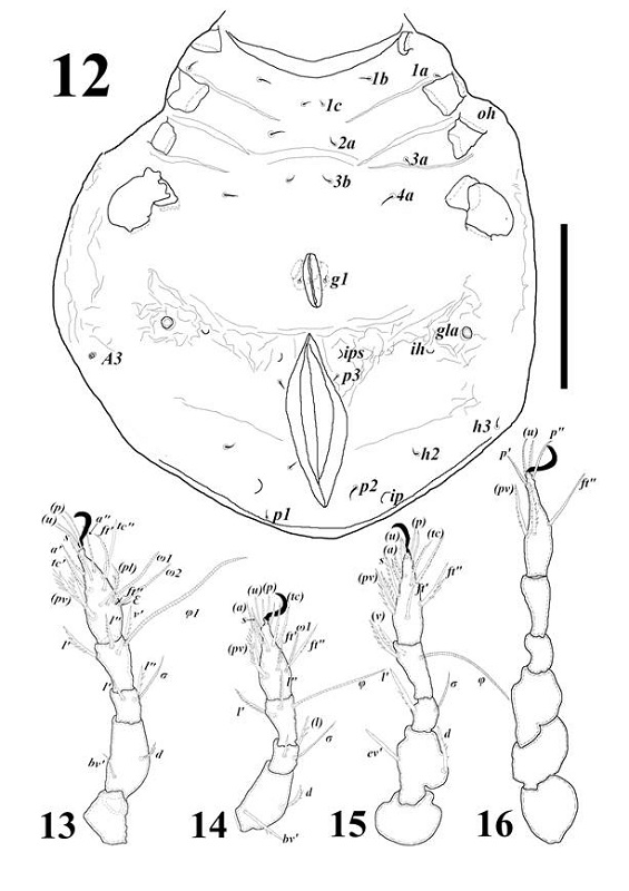 Allogalumna (Acrogalumna) longipluma, protonymph: 12) Entire body, ventral view. 13) Leg I. 14) Leg II. 15) Leg III. 16) Leg IV. Scale = 100 �m.