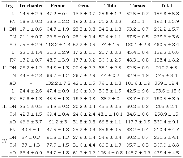 The leg length of immature and adult stages of Allogalumna (Acrogalumna) longipluma.