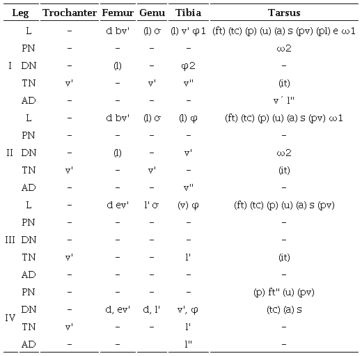 Chaetotaxy of the legs ontogeny (solenidia in Greek letters) of Allogalumna (Acrogalumna) longipluma.