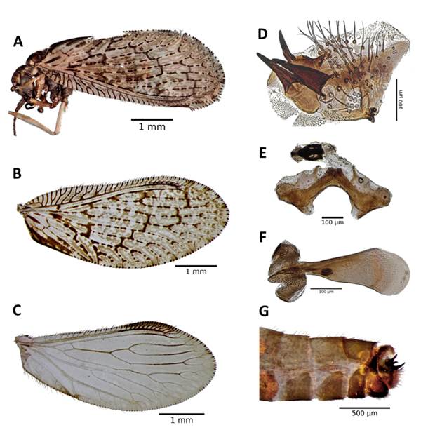 Macho de Sympherobius barberi. A) Adulto; B) ala anterior; C) ala posterior; D) ectoprocto, vista lateral; E) gonarco; F) par�mero dorsal; G) terminalia del macho, vista lateral.
