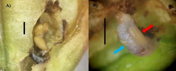 Jaliscoa hunteri. A) Pupa, B) Larva (flecha roja) aliment�ndose de una larva de Anthonomus eugenii (flecha azul). Escala= 1 mm.
