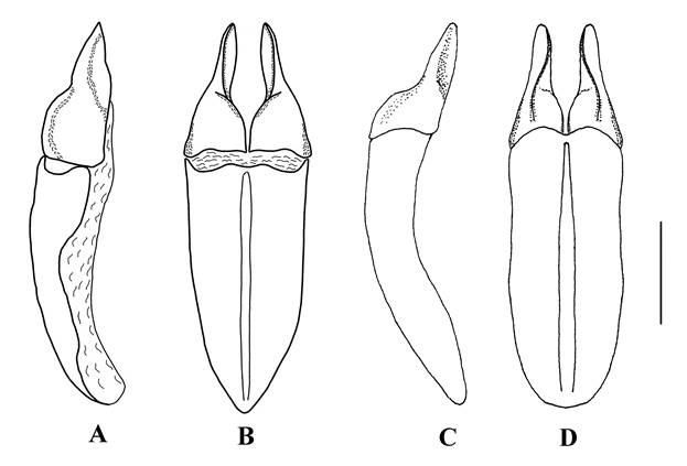 Male genitalia of Hybochaetodus species. A, B) Hybochaetodus qorilazo nov. sp., A) lateral view, B) dorsal view; C, D) Hybochaetodus obscurus, C) lateral view, D) dorsal view (modified from Ocampo, 2002). Scale bar = 0.5 mm.