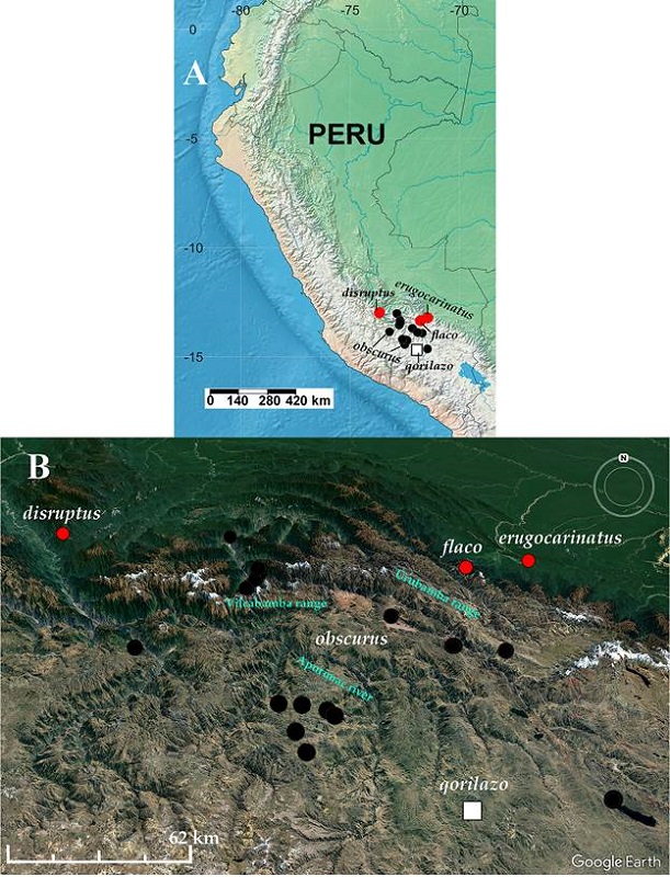 Distributional map of Hybochaetodus species. A) Peruvian territory, B) Apurimac and Cusco regions; H. obscurus (black circles); H. disruptus, H. erugocarinatus and H. flaco (red circles); H. qorilazo nov. sp. (white squares).